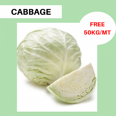 Cabbage,Cabbage import