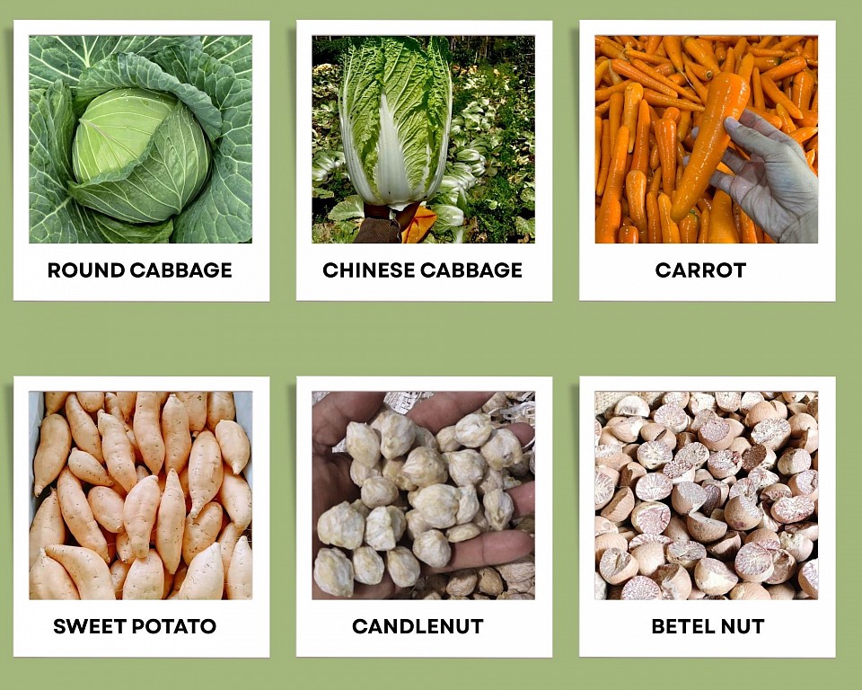 Round Cabbage, Chinese Cabbage, Carrot, Sweet Potato, Candlenut, Betel Nut
